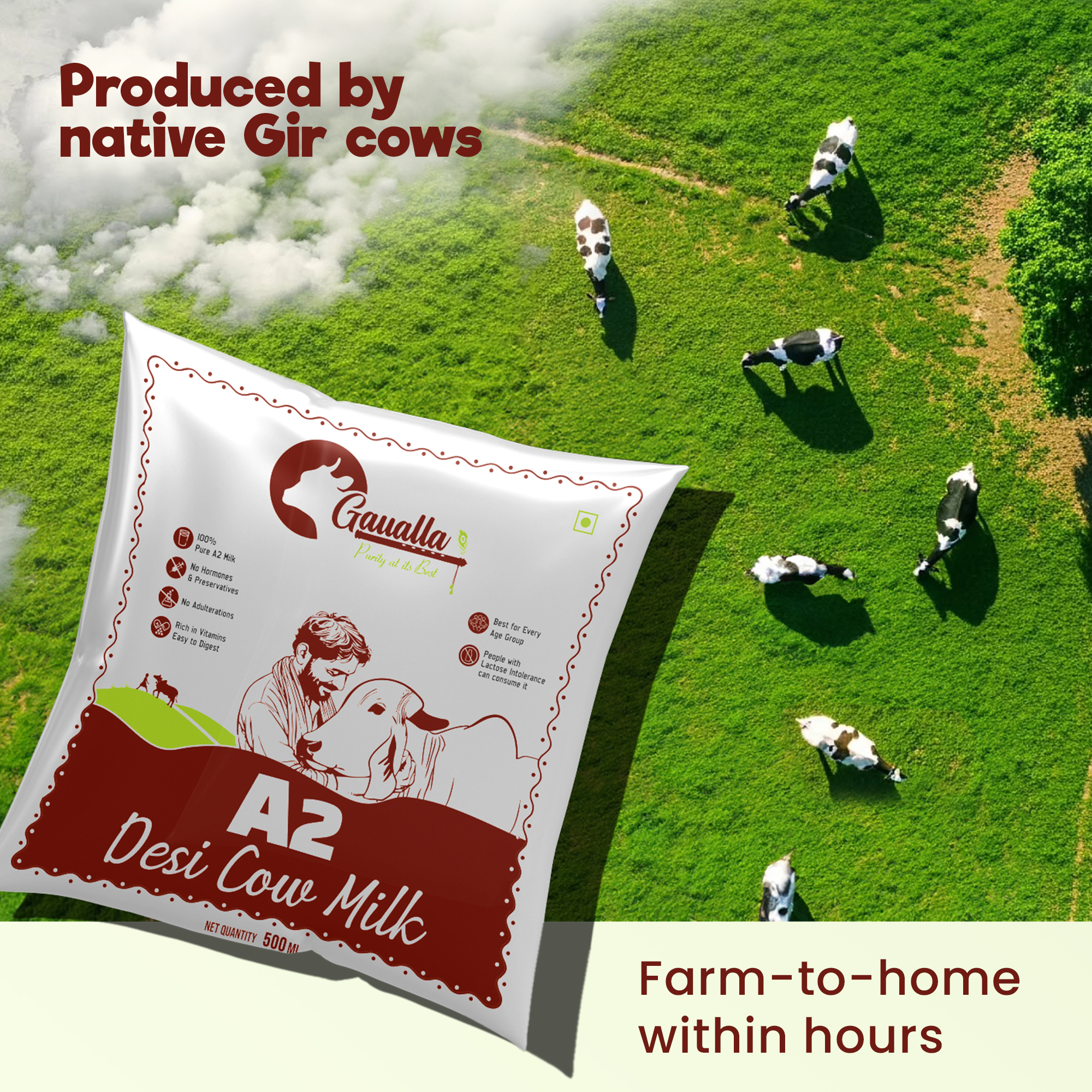 Gaualla Dairy